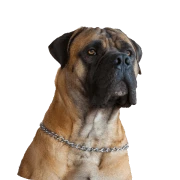 Animals & Pets Products